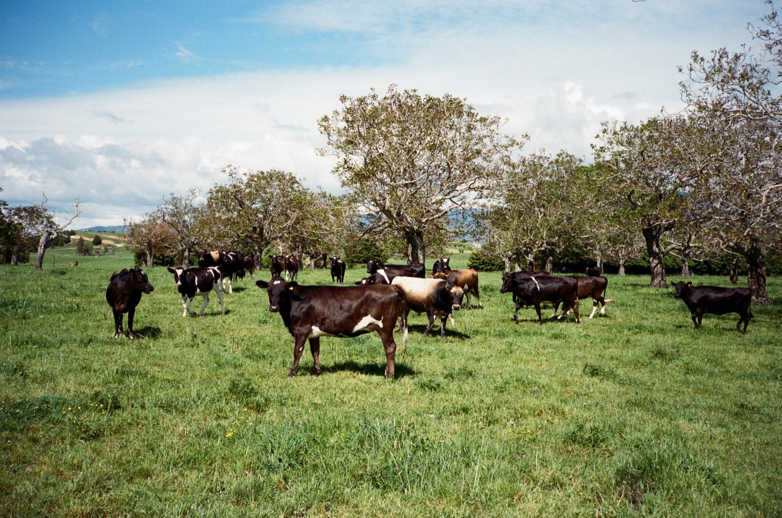 Dairy cattle grazing in green pasture near Cowaramup